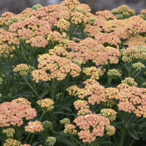 Cluster of peach-colored yarrow flowers in bloom.